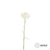 单头康乃馨 | 雪影 商品缩略图4