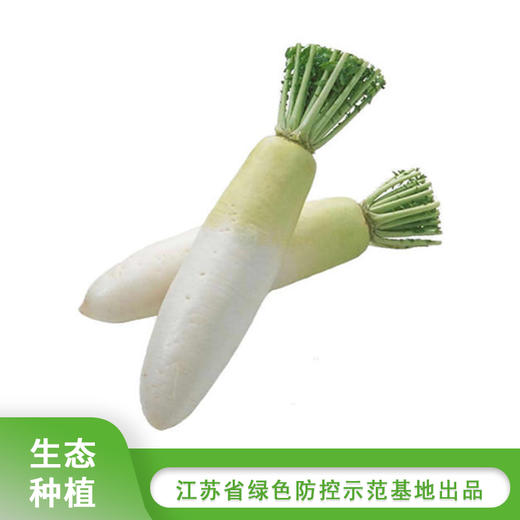 如皋长白萝卜1根 600g-800g 商品图0