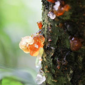 「厦航特供」古田 拾誉 桃胶 150g/罐