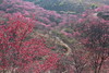 2月19日确定出发 民俗节庆——广西宾阳元宵炮龙节：广西炮龙节、千亩油菜花、柳州樱花谷4天摄影团 商品缩略图5