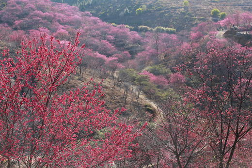 2月19日确定出发 民俗节庆——广西宾阳元宵炮龙节：广西炮龙节、千亩油菜花、柳州樱花谷4天摄影团 商品图5