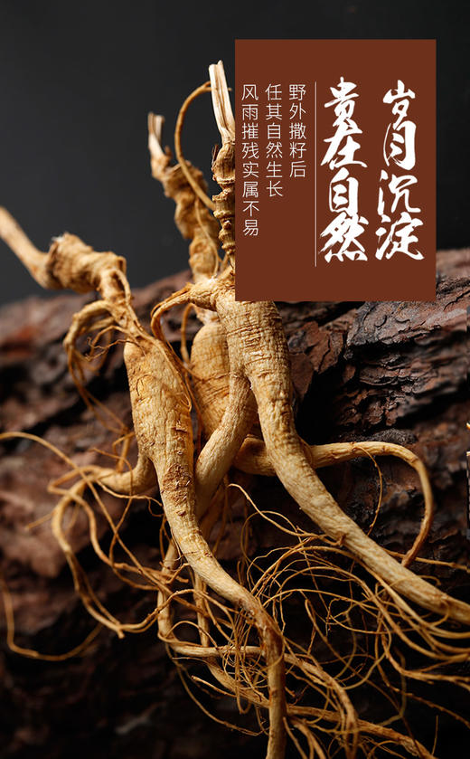 林下山参人参长白山礼盒送礼自用煲汤泡酒30克/50克/盒 商品图2