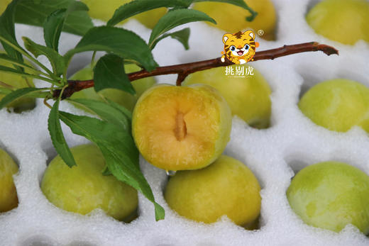 六马蜂糖李 甜蜜多汁 2斤装 商品图0