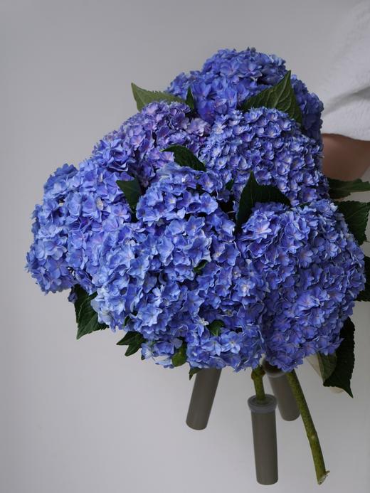 【周四团购】单枝重瓣绣球39.8元 2人拼团 商品图2