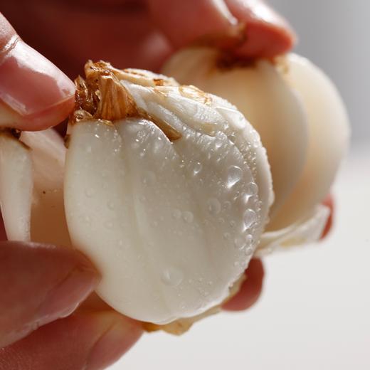 【果蔬精选】兰州鲜甜百合 精选6年以上生百合 生食甘甜 煲汤粉糯 真空封装 把氧化牢牢锁住 产地直供 商品图4