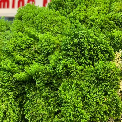 上新夕雾草10枝扎