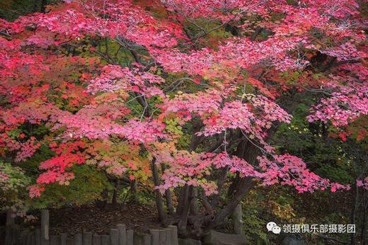 【订制团】辽宁本溪红叶、科尔沁五角枫、盘锦红海滩、沈阳故宫6天摄影团 商品图4