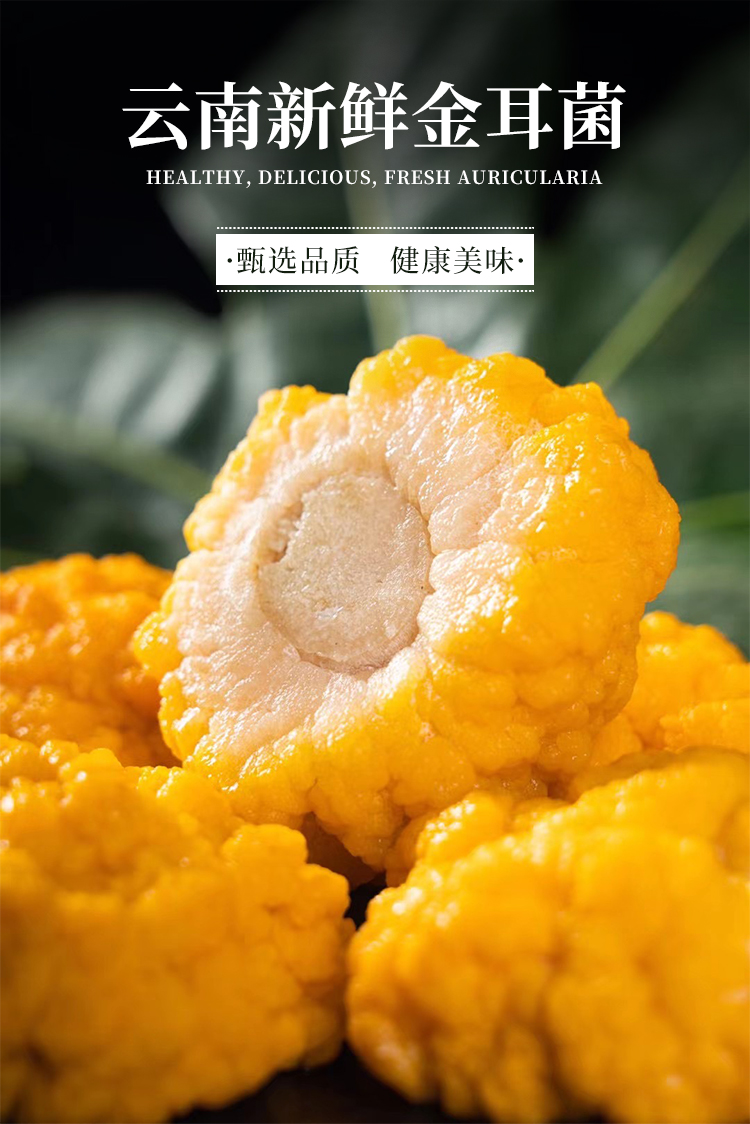【2022云南时令鲜菌上市】 新鲜金耳菌 精选500克,1000克顺丰空运
