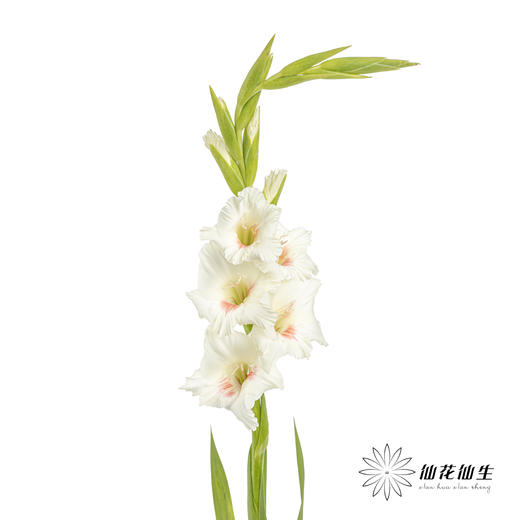 剑兰 | 剑兰阿贾克斯 商品图2