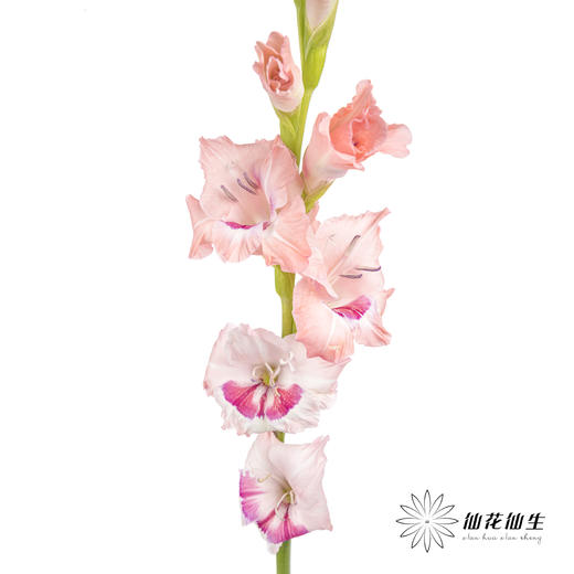 剑兰 | 葡萄美酒 商品图2