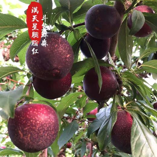 胭脂李 商品图4