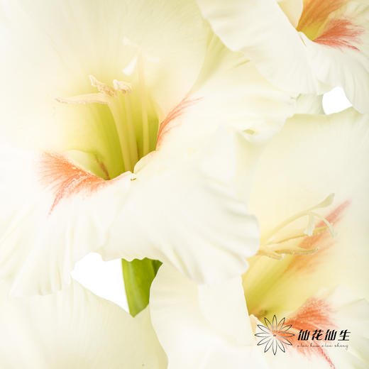 剑兰 | 剑兰阿贾克斯 商品图6