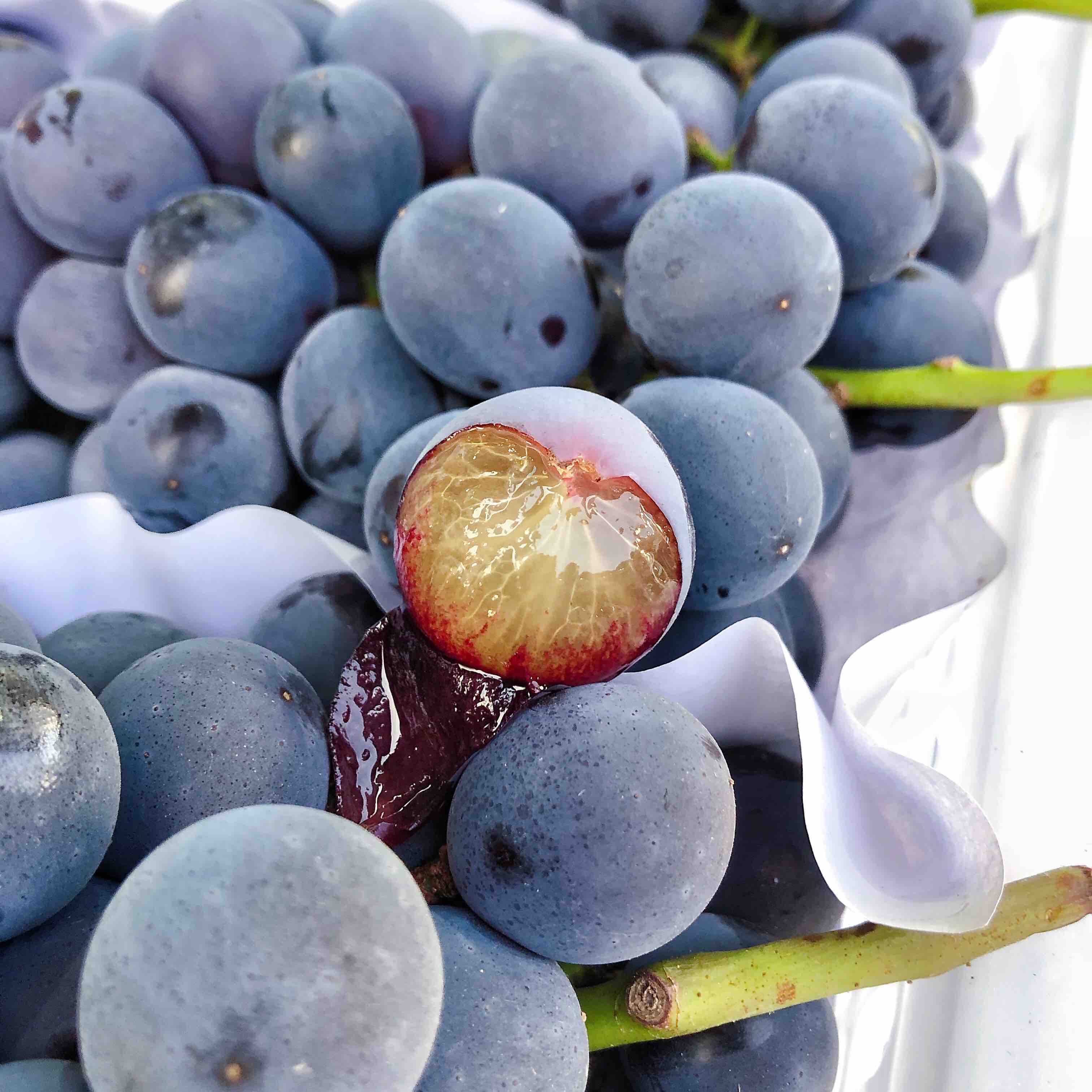 【甜美夏黑】云南 蓝莓夏黑葡萄，无籽，果粉满满，甜度好，当季时令鲜货！