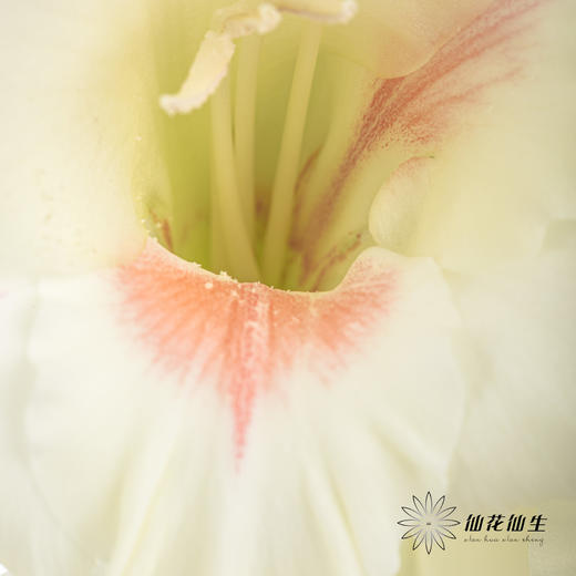 剑兰 | 剑兰阿贾克斯 商品图9