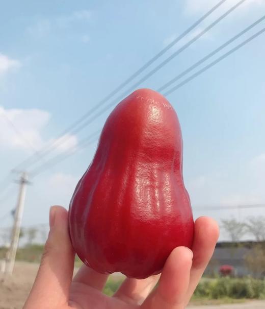 【台湾黑糖芭比莲雾】 3斤 12-14颗.