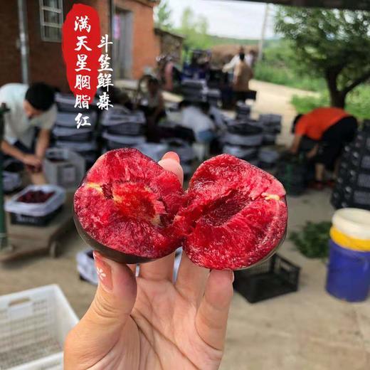 胭脂李 商品图1