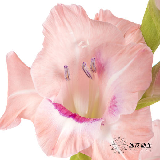 剑兰 | 葡萄美酒 商品图3