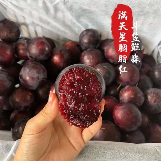 胭脂李 商品图0