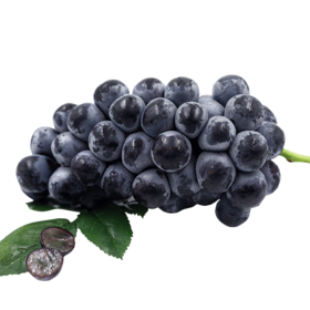 佳沃 云南夏黑无籽葡萄3斤装  新鲜提子 生鲜水果