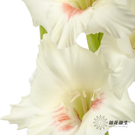 剑兰 | 剑兰阿贾克斯 商品图4