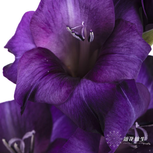 剑兰 | 剑兰紫色植物群 商品图1