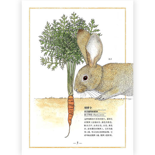 我的手绘博物馆：果蔬  后浪浪花朵朵 商品图3