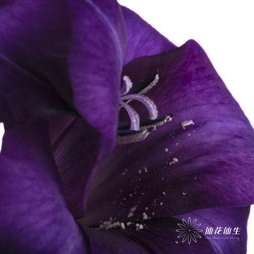 剑兰 | 剑兰紫色植物群 商品图5