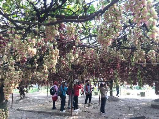 清远五彩禾雀花·黎塘油菜花一天摄影<臻享1元>3月6日（周四） 商品图3