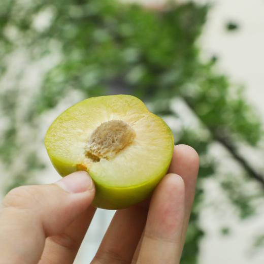 【已下架】只有1%的人吃过的四川蜂糖李 不打药 不催熟 入口香甜 皮薄肉厚5斤 现摘现发 顺丰包邮[福利品] 商品图8