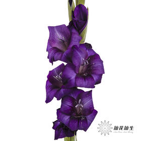 剑兰 | 剑兰紫色植物群