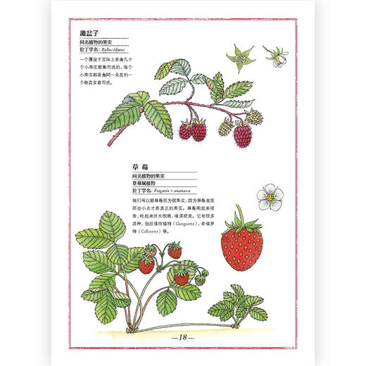 我的手绘博物馆：果蔬  后浪浪花朵朵 商品图1