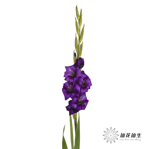 剑兰 | 剑兰紫色植物群 商品图4