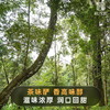【大师系列】【金山韵象】2021年头春大师系列古800云南普洱茶生茶茶饼357g 商品缩略图2