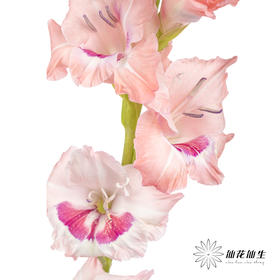 剑兰 | 葡萄美酒