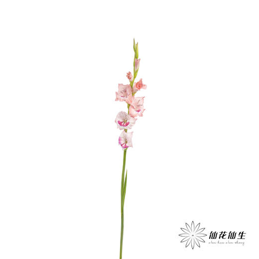 剑兰 | 葡萄美酒 商品图6