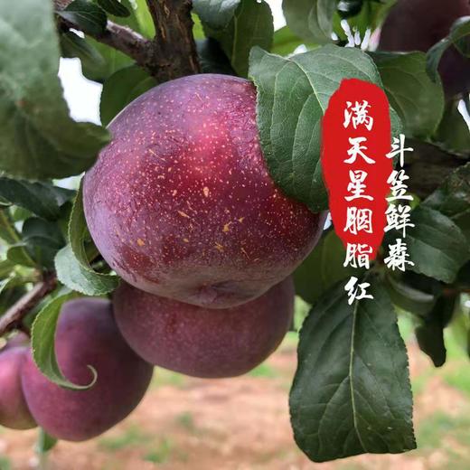 胭脂李 商品图2