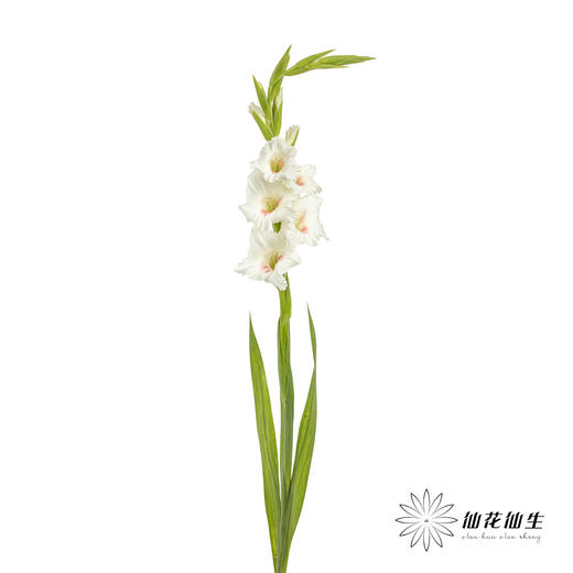 剑兰 | 剑兰阿贾克斯 商品图5