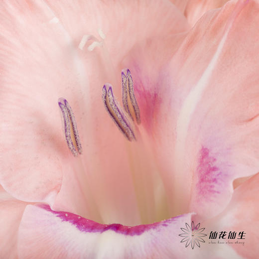 剑兰 | 葡萄美酒 商品图7