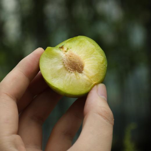 【已下架】只有1%的人吃过的四川蜂糖李 不打药 不催熟 入口香甜 皮薄肉厚5斤 现摘现发 顺丰包邮[福利品] 商品图4