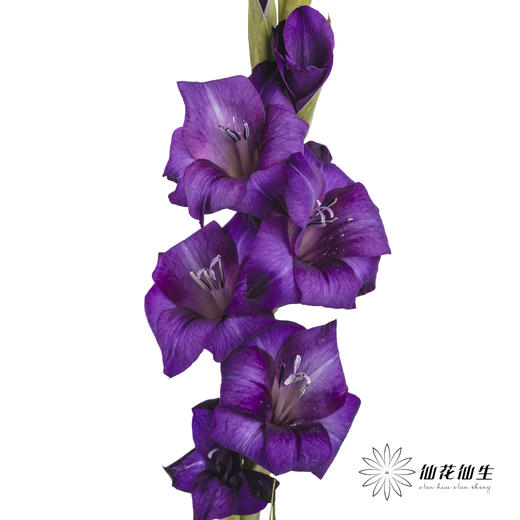 剑兰 | 剑兰紫色植物群 商品图7