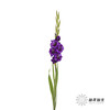剑兰 | 剑兰紫色植物群 商品缩略图6