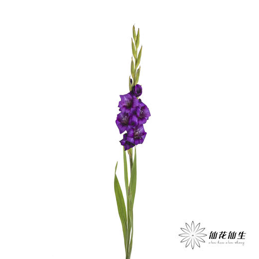 剑兰 | 剑兰紫色植物群 商品图6