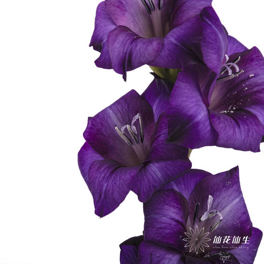 剑兰 | 剑兰紫色植物群 商品图3