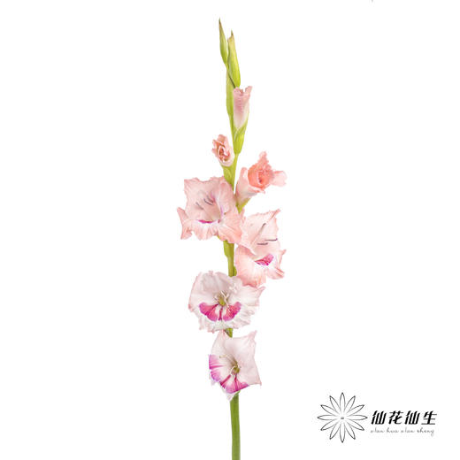 剑兰 | 葡萄美酒 商品图5