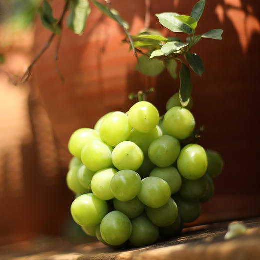 日光の晴王2盒+妮娜1盒剪枝装（3斤）精品礼盒顺丰快递到家 商品图3