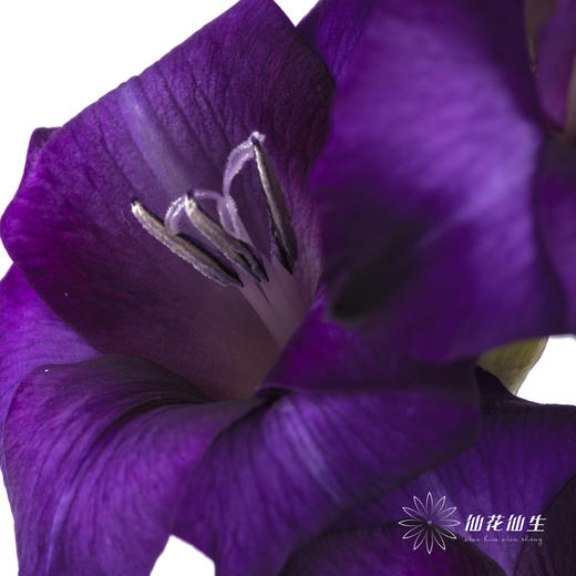 剑兰 | 剑兰紫色植物群 商品图2