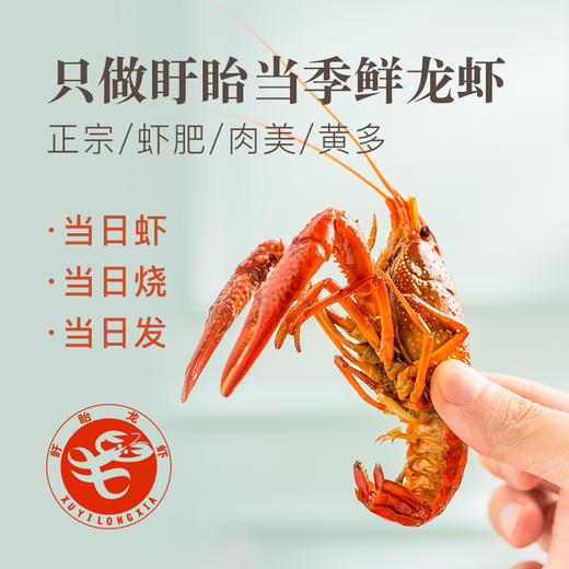 盱眙龙虾中号900g 商品图5