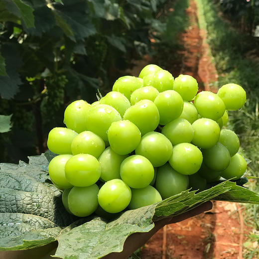 日光の晴王2盒+妮娜1盒剪枝装（3斤）精品礼盒顺丰快递到家 商品图0