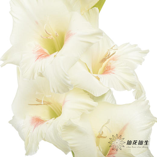 剑兰 | 剑兰阿贾克斯 商品图3