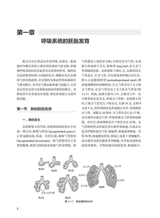 新生儿机械通气治疗学 第2版 周晓光 肖昕 农绍汉 编 新生儿疾病呼吸器治疗 儿科学书籍医学 人民卫生出版社9787117313049 商品图4